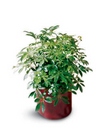 /images/ftd09white/C31-2946S^1lg.jpg Schefflera Arboricola from your Clinton, TN florist